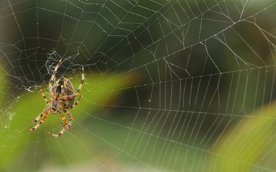 Evolucion seda portada